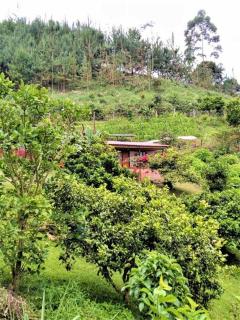 Tesorito House en las Montañas del Quindío - Filandia - 7