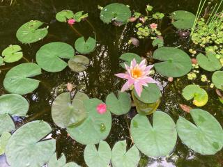 House of Light Sanctuary - Hilo - 6