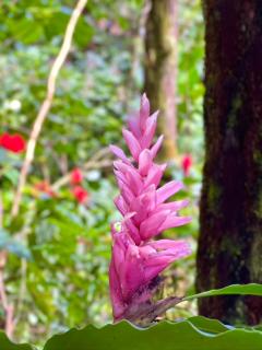 House of Light Sanctuary - Hilo - 3