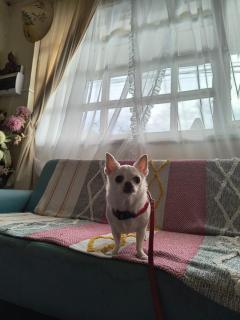 Casa completa para 6 personas centro Puerto Montt, 700 metros estatua enamorados - 1