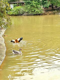 Casa de campo para relaxar - Nova Friburgo - 7