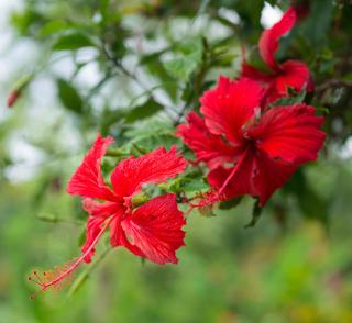 Hibiscus Valley Inn - Marigot - 3