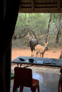 Marty's Rest - Marloth Park - 9
