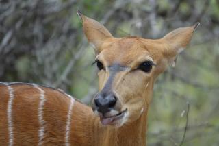 Marty's Rest - Marloth Park - 7