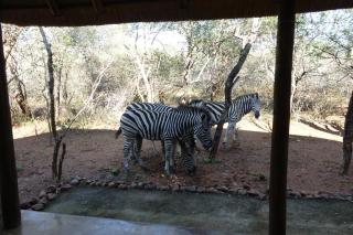 Marty's Rest - Marloth Park - 6