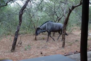 Marty's Rest - Marloth Park - 2
