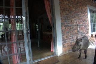 Marty's Rest - Marloth Park - 1