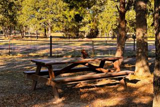 Cupid - Reindeer Ranch at Round Top - Carmine - 4