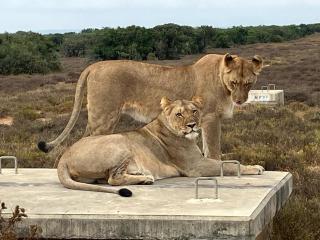 Kudu Ridge Game Lodge - Addo - 9