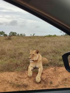 Kudu Ridge Game Lodge - Addo - 8
