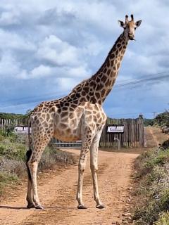 Kudu Ridge Game Lodge - Addo - 6