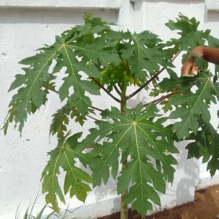 The Botanical Gardens - Rundu - 1
