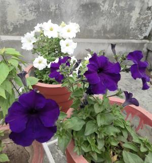 Gokul PG Homestay - Gorakhpur - 3
