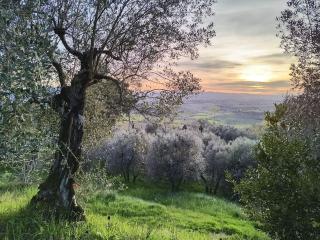 Il Cestino di Ciliegie - Certaldo - 0