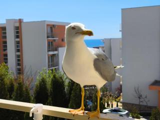 William's apartments - sixth large apartment - Sveti Vlas - 0