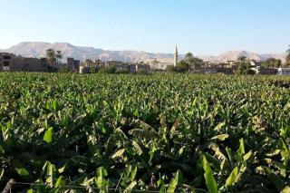 Elminaa Residents 2 - Luxor - 5