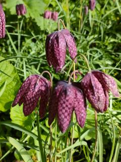 Wind in den Weiden, Übernachten am Bachlauf - 2