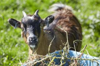 Y Caban at Wig Farm near Llangrannog - Llandysul - 1