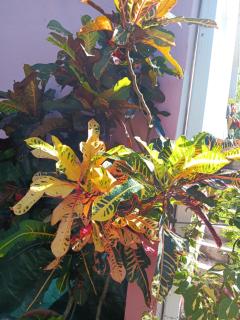 Sous le manguier - 5