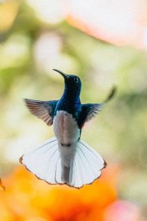 Villa Maria Tayrona, Jungle and Sea Experience - Los Naranjos - 4