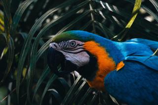 Villa Maria Tayrona, Jungle and Sea Experience - Los Naranjos - 8