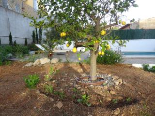 Casa Oliva - Canyelles - 2