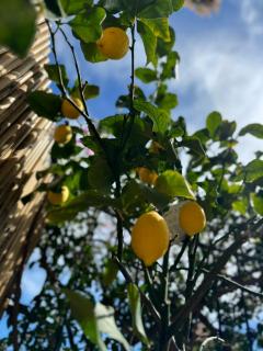 Casa OHANA CERIALE OPEN SPACE 4 PERSONE - 5