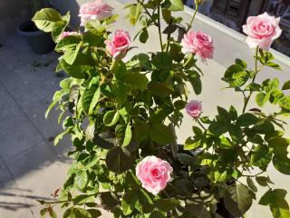17 flats and Roof Garden - Atene - 5