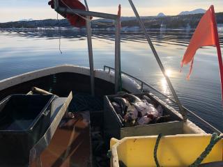 Malangen Arctic Sealodge Cabin 10 - 1