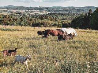 Nomads' Hill - dom z widokiem na góry - Poraż - 7