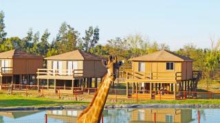 Safari Lodge - Rancagua - 8