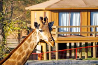Safari Lodge - Rancagua - 5