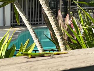 Your Slice of Paradise in Kona - Walk to Beach and Stores - Kailua-Kona - 8
