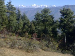 Comet Himalayan Paradise Homestay, Munsiyari - Munsyari - 2