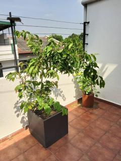 Comfortable & serene stay at Red Rocks villa - Rajagiriya - 3