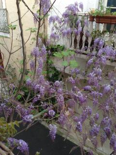 La belle des Remparts - 9