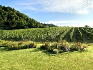 Domaine Bless - Niki - 4