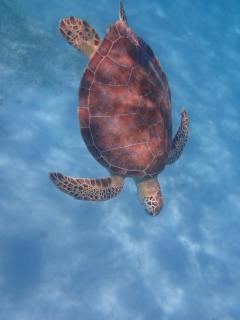 St Thomas -Spectacular Views of St John- Ocean Front! - 7