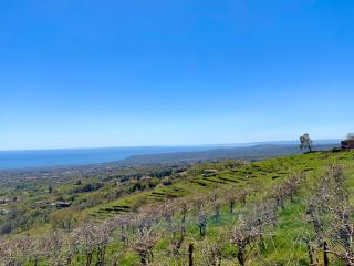 Tenuta Kiwi dell’Etna - Milo - 8