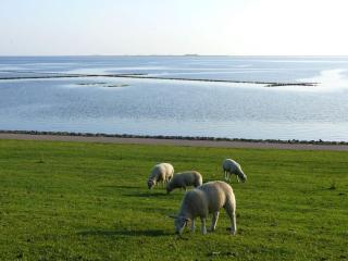 Frisian house by the sea - Dagebüll - 2
