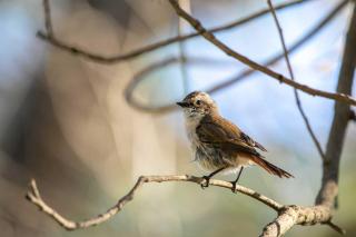 StayVista at Padam Hill 3BR Pet Friendly Villa with Lawn at Kasauli - 3