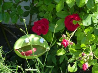Ferienwohnung Eifelrose - - 6