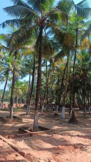 Coco Hut , Devbaug - Malvan - 2