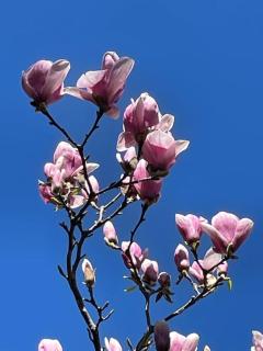 Appartamento “Le Magnolie” - Imola - 7