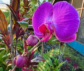 Tropical Zen Bungalow - Pahoa - 5