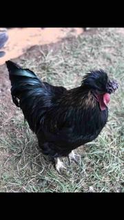 Tiny House Farmstay Mount Warning - 9