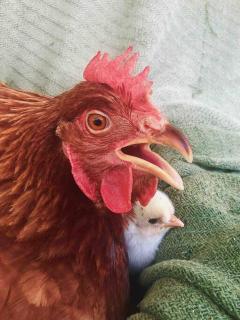 Tiny House Farmstay Mount Warning - 6