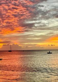 Terrasses de Saint Pierre - Papyrus - 7