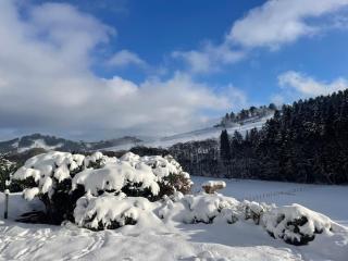 Haus am Wald Willingen - Willingen - 6