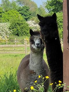 Willow Cottage in idyllic location - 2